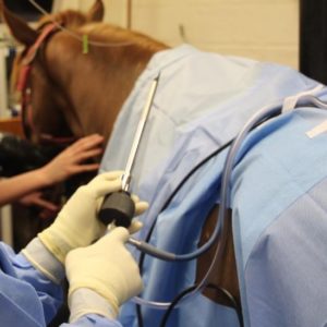 Veterinarian performing surgery on a horse.