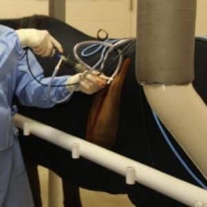 Veterinarian performing the first surgery with the 3D printed prototype medical device while the horse is standing and lightly sedated.